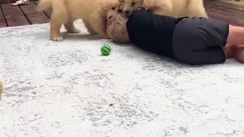 LITTLE PUPPIES PLAYING WITH A CHILD / FUNNY ANIMALS