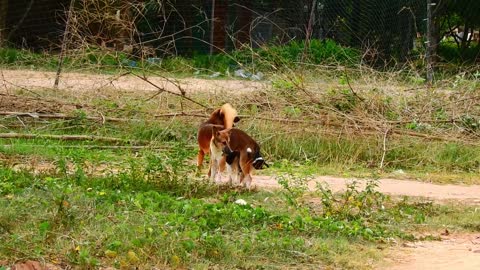 OMG Rural Dog Mating so hurt with Big Dog At Village