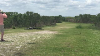 Horse attacks alligator!