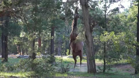 Exploring the Wild Incredible Moose Footage You Need to See!