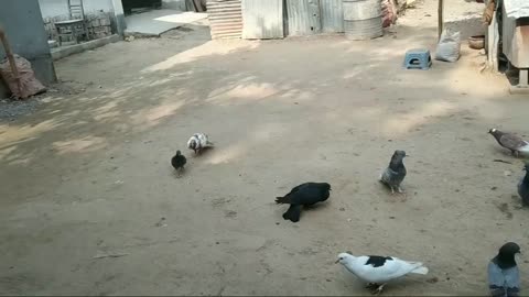 Pigeon lover