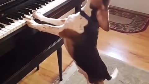 Dog singing while playing piano