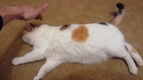 nice fat cat