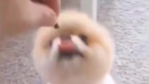 Cute Puppy Dancing with treat