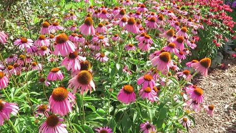 Cottage Style Garden Tour