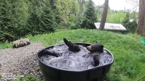 Just a white crested bear enjoying a morning bath