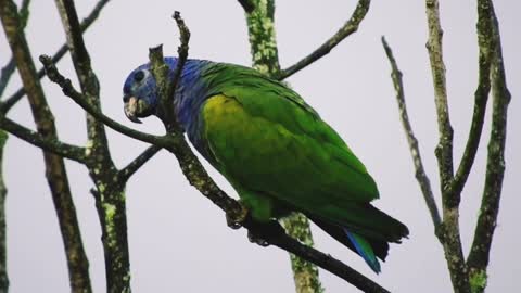 This parrot is the most beautiful type of talking bird