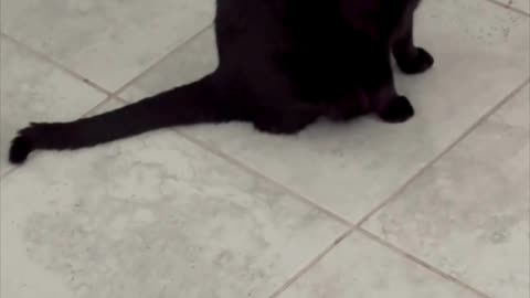 Cute Precious Piper Guards the Downstairs Office - Adopting a Cat from a Shelter Vlog #shorts