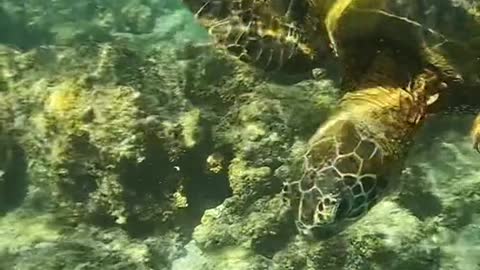 honu#seaturtle#oceanlove