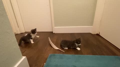 Foster kitten Lucy slips on a feather!