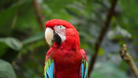 Multiple colors bird fly and dancing