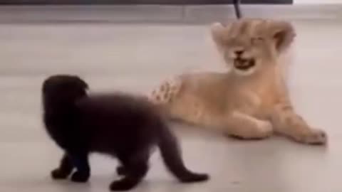 Baby lion and tiger cute fight