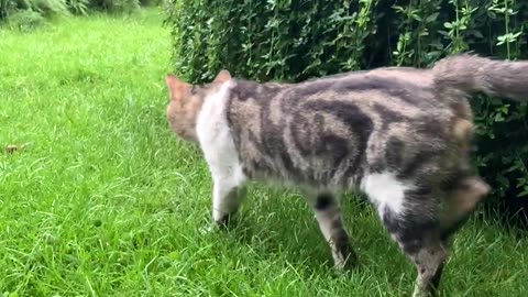 Beautiful stripes cat walks in tha early morning.