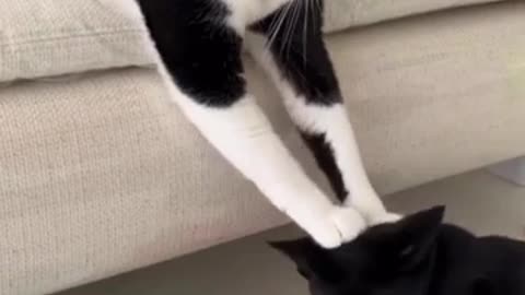 Funny Cat Movement