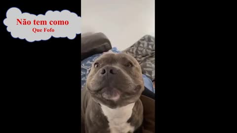 O pitbull tem fama de ser um cão bravo,veja esse 😍😂😂