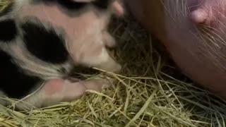 Kunekune Piglet Stomps Through First Meal