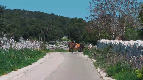 "Patrimoni di Puglia": oltre un milione e mezzo di visualizzazioni sui social