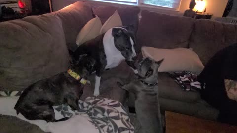 SWEET PITBULL PLAYING WITH TINY DOGS