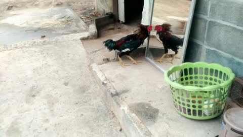 Rooster Vs. Rooster