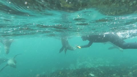 The sensation of diving when surrounded by a herd of seals