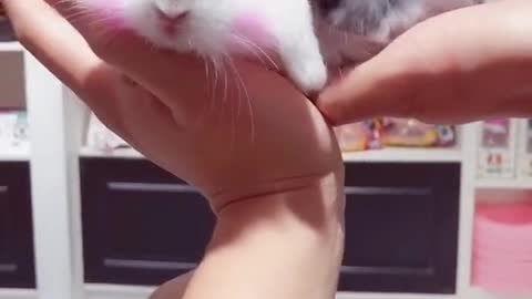 Cute bunny