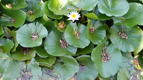 The lotus leaves in the pond are full of white flowers