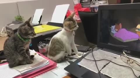 Two Cats watch Tom & Jerry