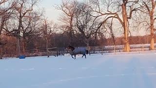 Winter horses