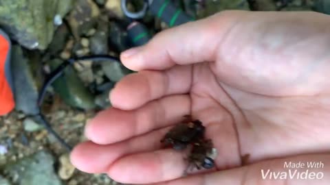 Small and many crabs