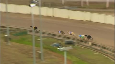 Greyhounds - Dog racing - Track race