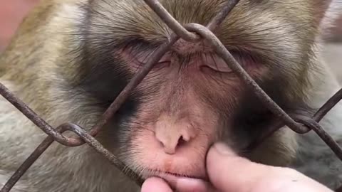 Teasing a Monkey