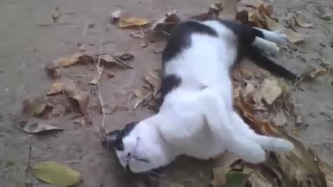 Female black and white cat keeps wallowing in the sand and leaves, she is sweet! [Nature & Animals]