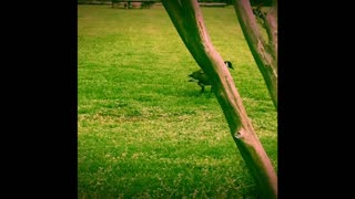 Goose attacks dog