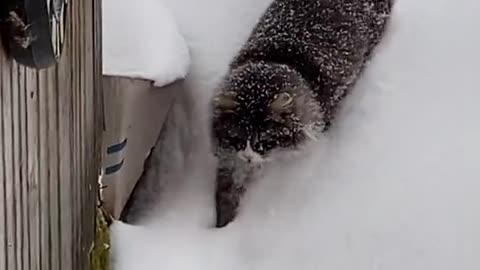 Kitty Struggles To Walk Through Thick Snow