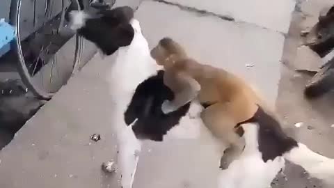 Monkey and dog friendship