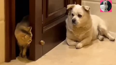 Cats choice wrong Door funny video