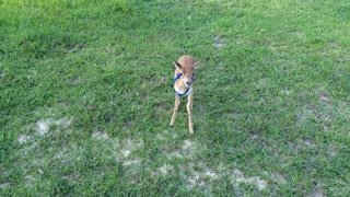 Rescued Antelope Plays with Pups