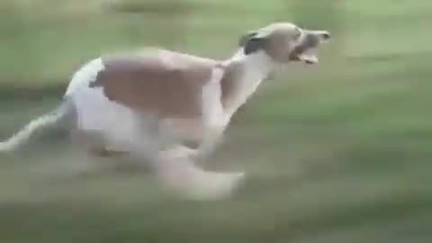 Dog running at a speed of 60 😱 Don't Miss This