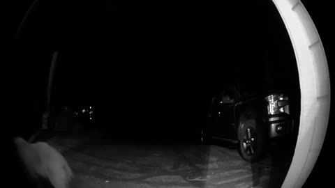 Bear Rings Doorbell During Late Night Visit