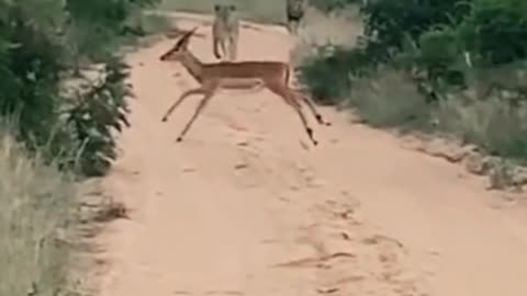 The deer saved itself from the attack of the tiger.