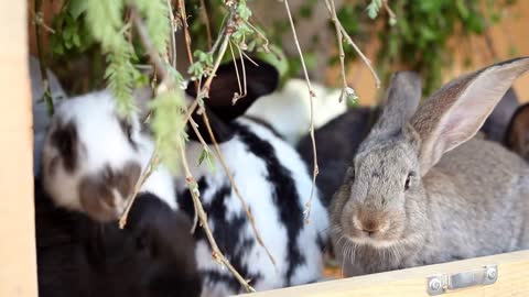 Baby Rabbits Eating Greenery