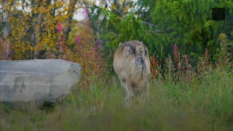 First Gray Wolf Pups Seen in Colorado Since the 1940s