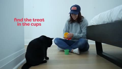 How to train your cat with some simple tricks