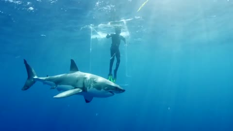 This Is The Biggest Great White Shark Ever Caught On Camera