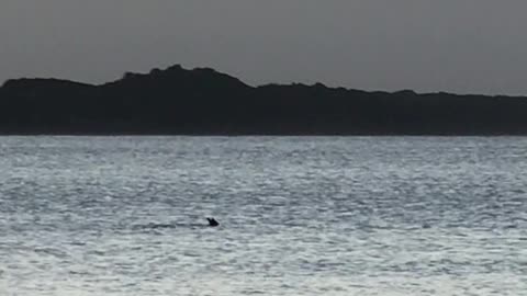 Dogs Chase Kangaroo at Off-Leash Beach