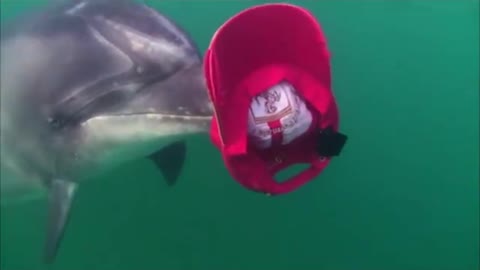 Are dolphin really happy and friendly to human?