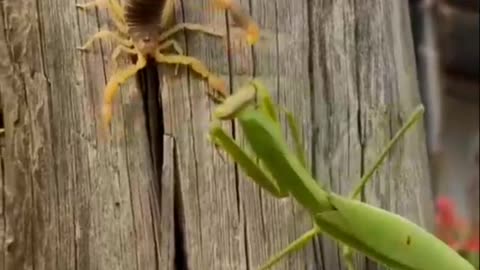 Praying Mantis Vs Scorpion Which One is Powerful-