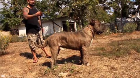 12 Most Illegal Dog breeds in Violent Action!!!