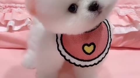 Very Cute Puppies, Mini Puppies And Lovely Puppies ,puppy dogs,