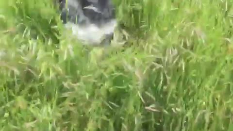 Black dog running on tall grass